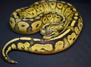 Bongo Pastel Ball Python