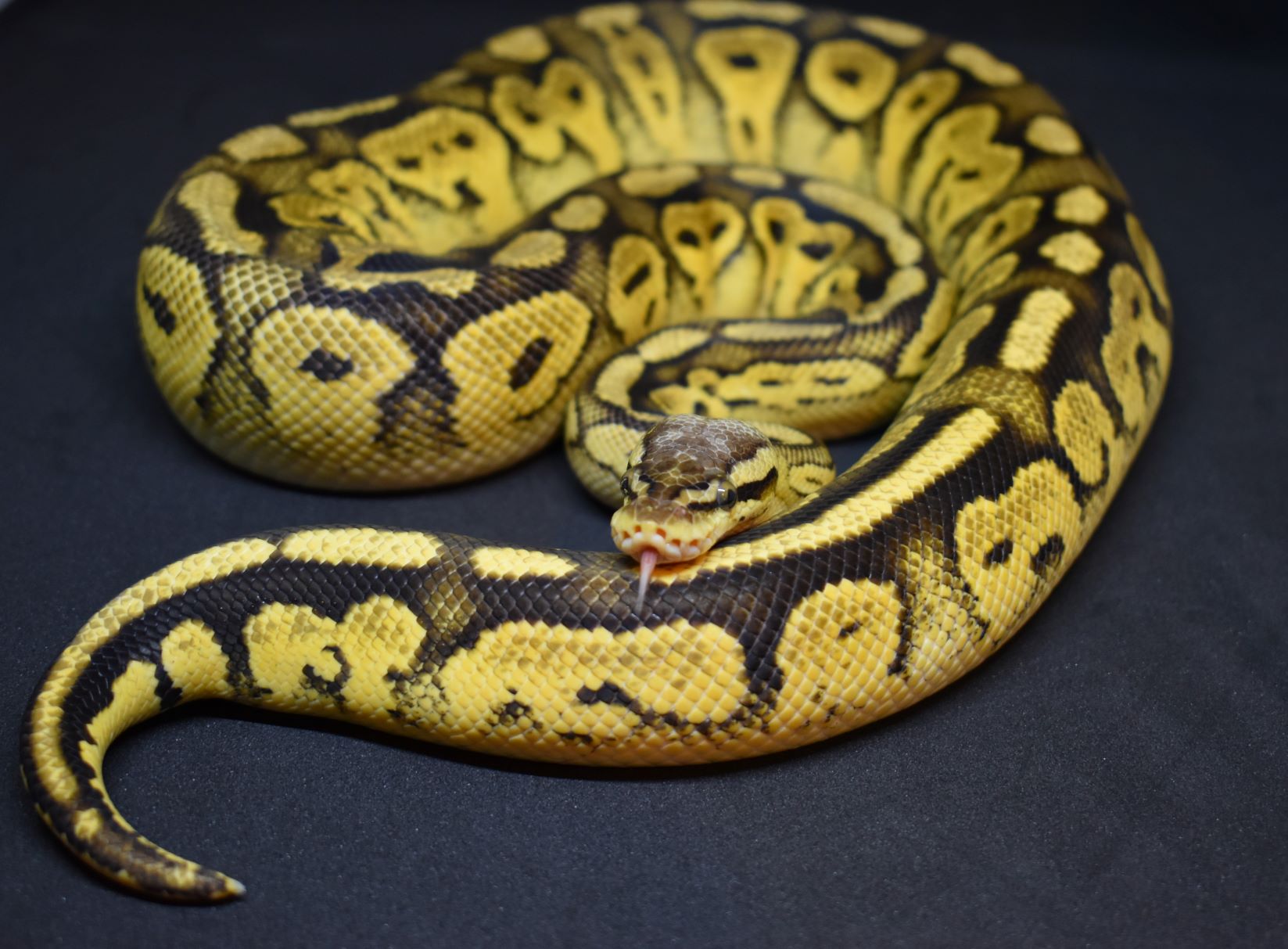 Can Ball Pythons live together?