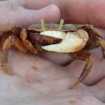 Seashore crab from Portugal