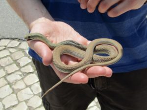 Dead on road Montpellier Snake (Malpolon monspessulanus)