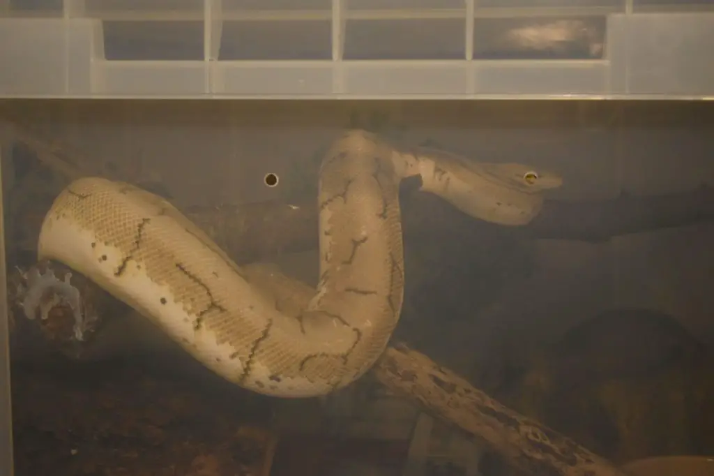 Female Ball Python climbing