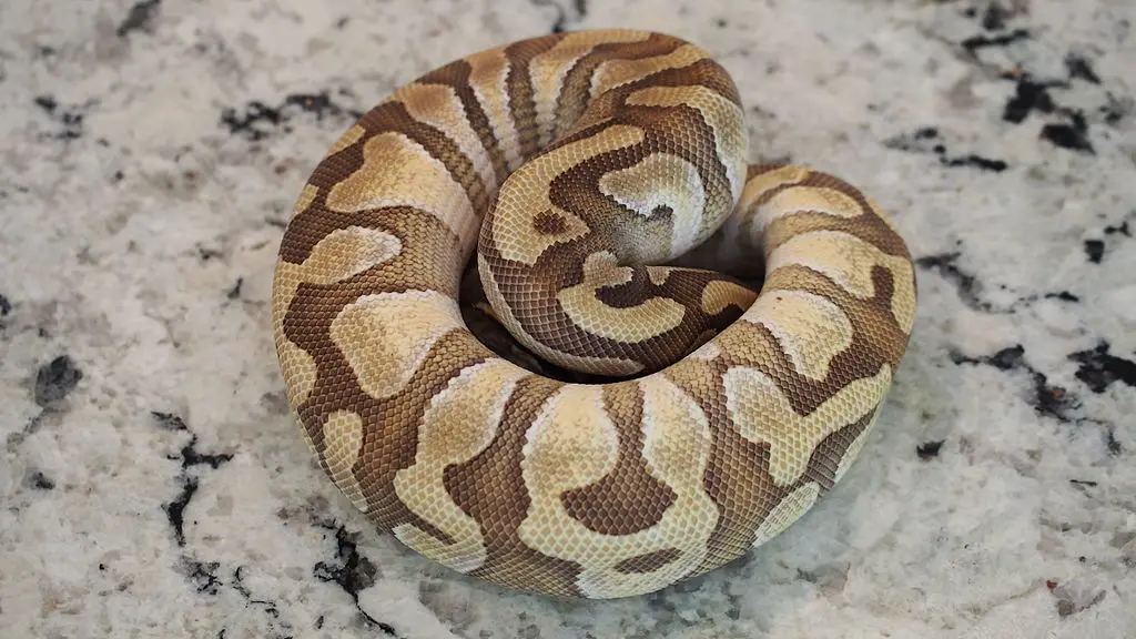 Mochi Ball Python balling