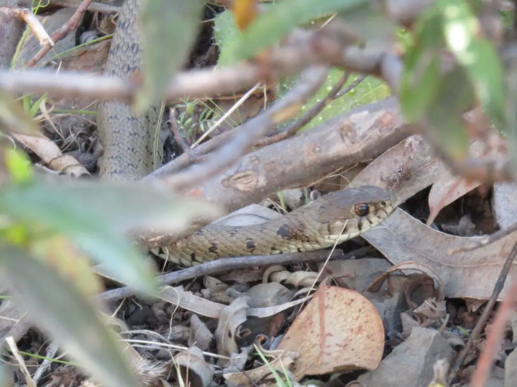 grass snake eggs