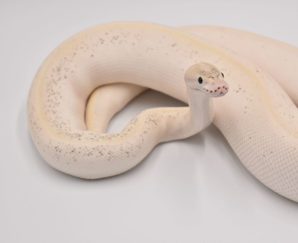 Spirit the fire ivory ball python