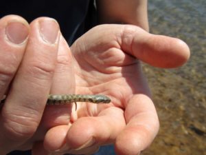 Neonate Viperine Water Snake