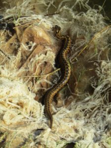 Viperine water snake mimicking a viper