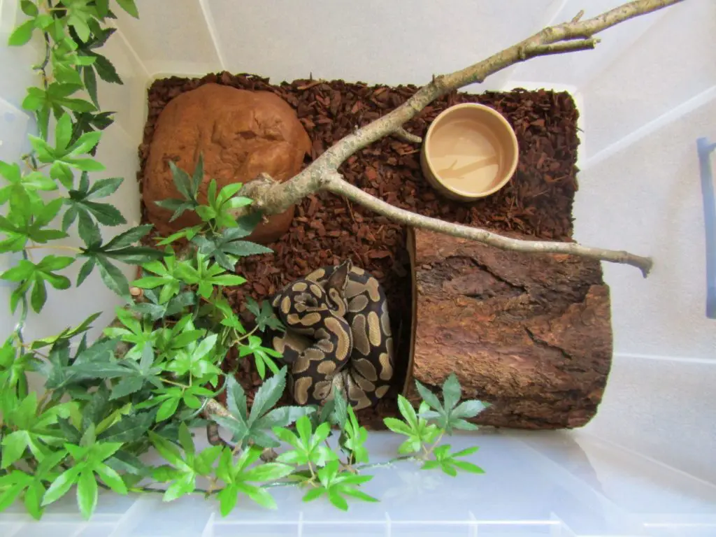 Choosing the right Ball Python enclosure