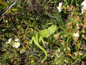 Chameleon foot