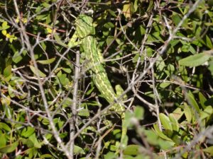 Chameleon viewed from above