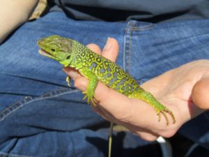 The Ocellated Lizard (Timon lepidus)