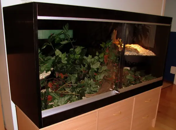 Naturalistic Reptile Vivarium