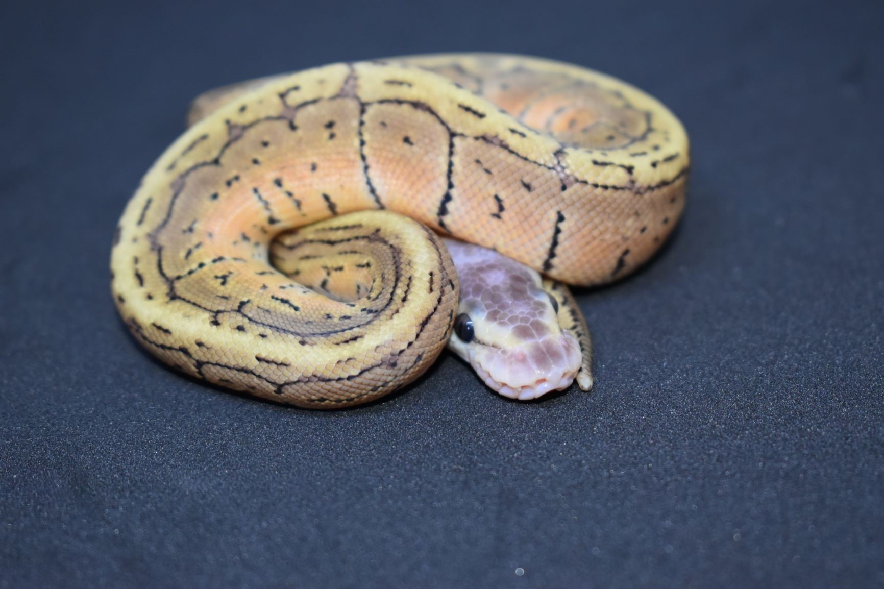 How long do Ball Pythons live?