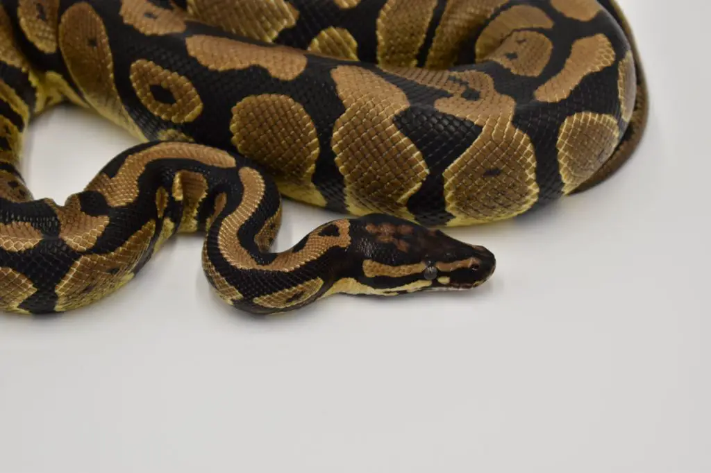 Acid Ball Python exploring