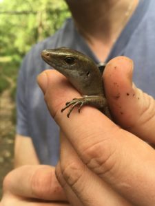 Sun Skink