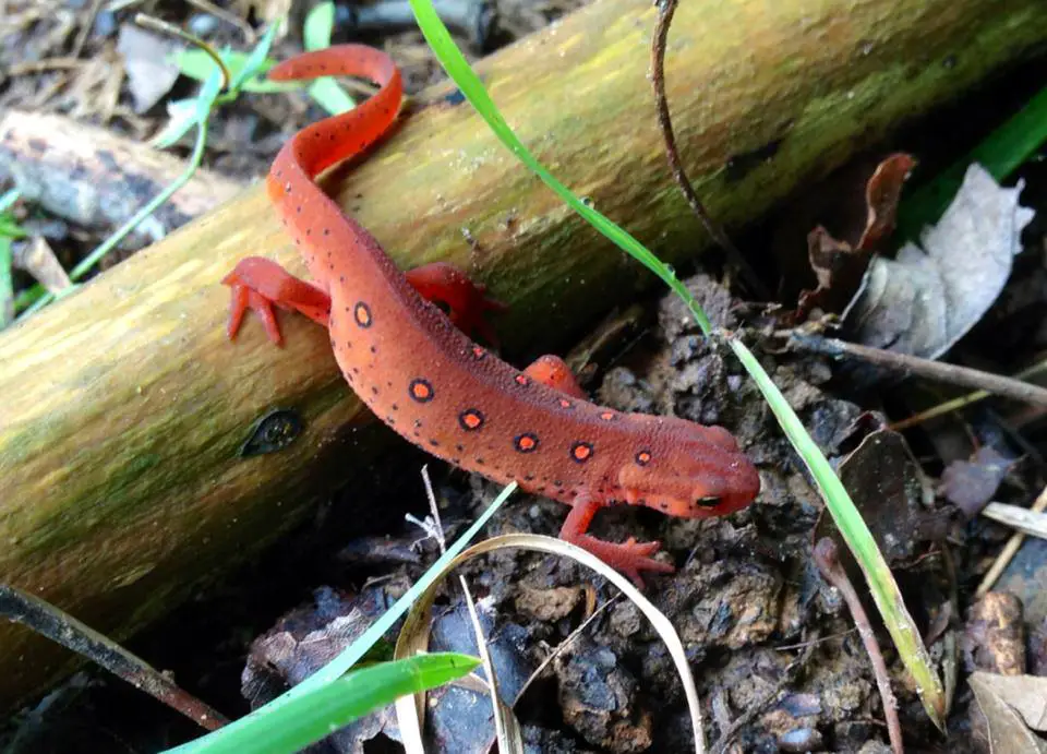 Eastern Red Newt