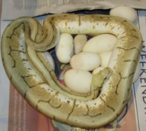 Female Ball Python with eggs