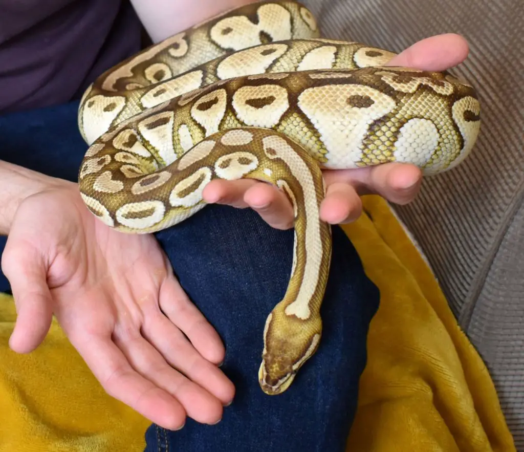 How big do Ball Pythons get?