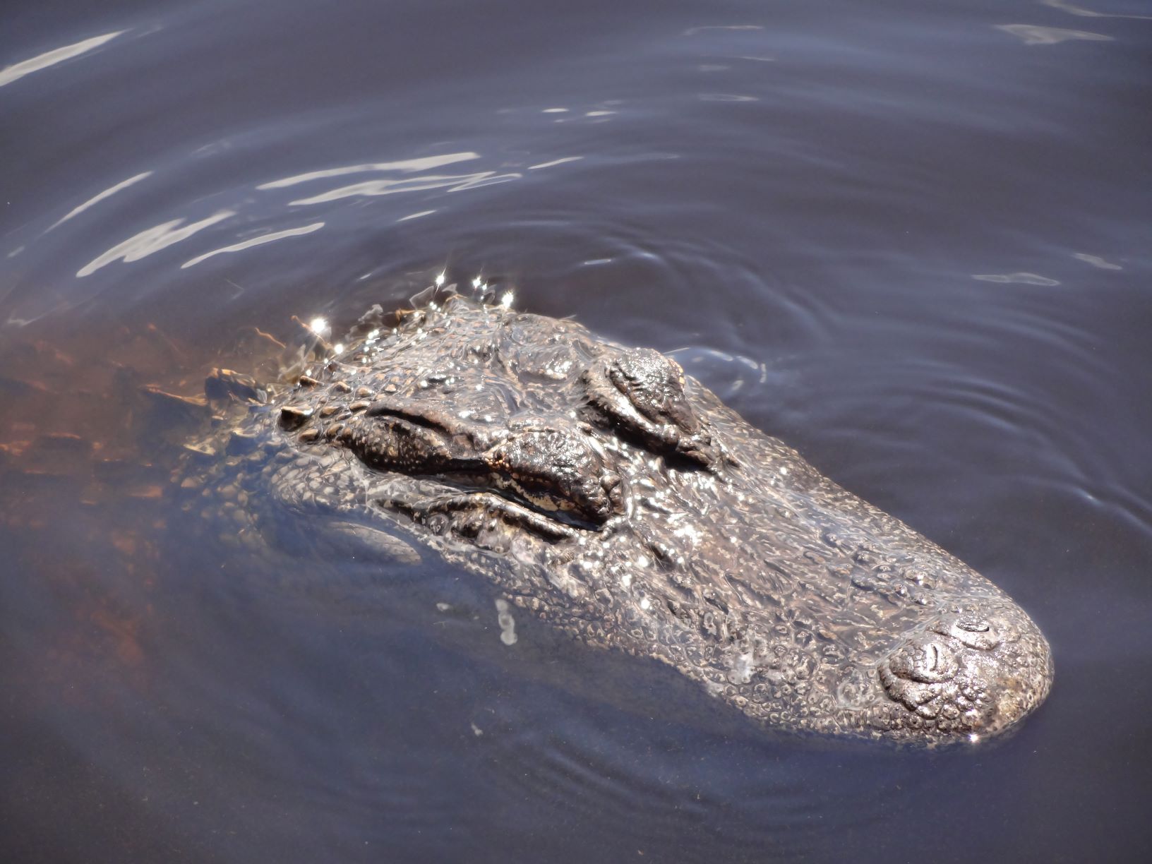 American Alligator