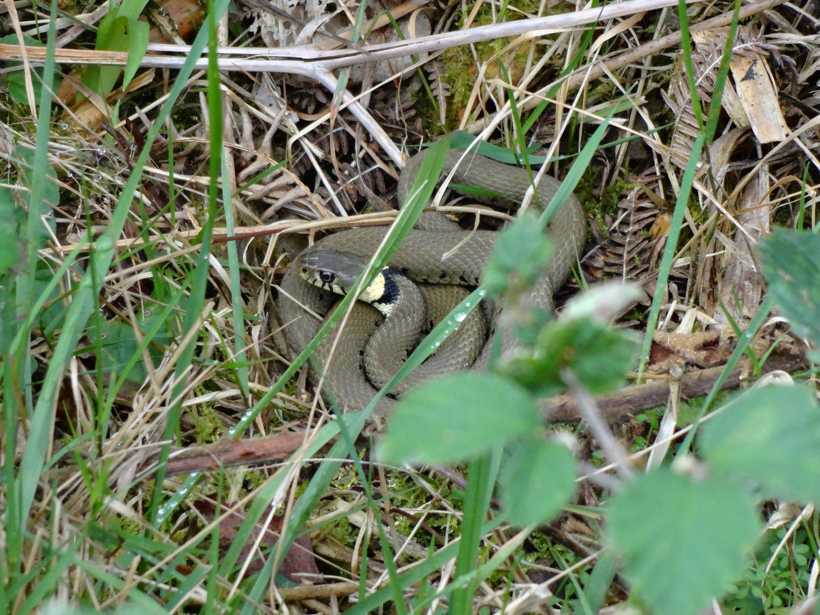 What reptiles live in the UK?