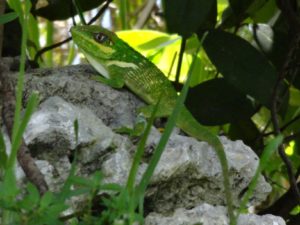 Knight Anole