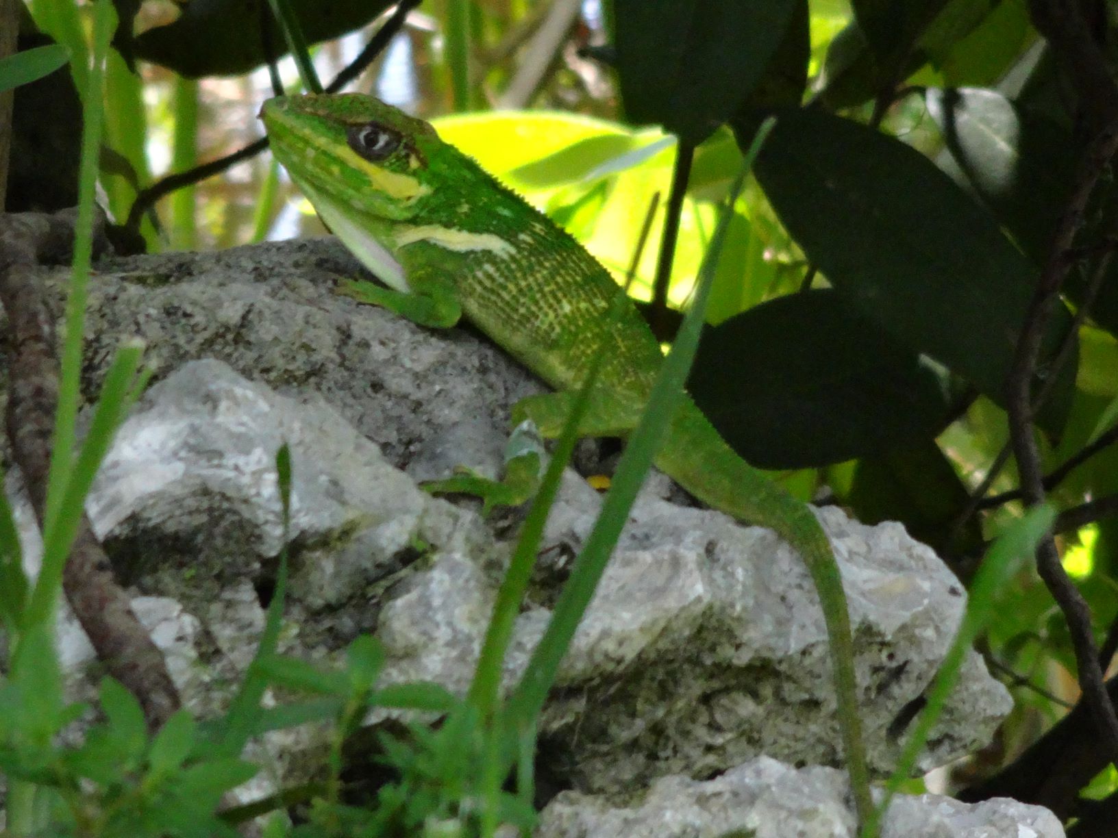 Knight Anole