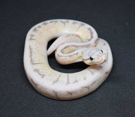 Hatchling Pewter Spinner Ball Python