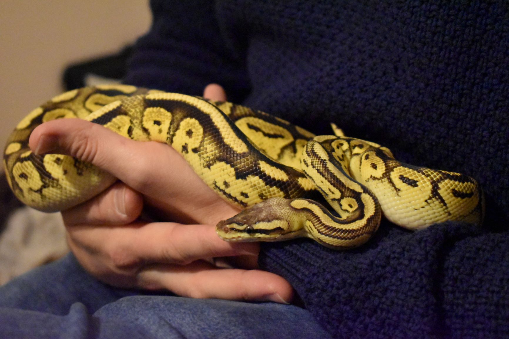 Ball Python temperament