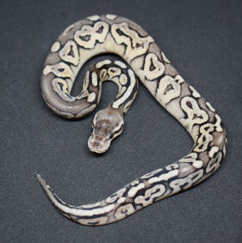 Hatchling Pewter Ball Python