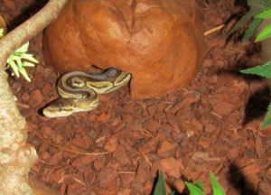 Prince the Ball Python looking for food