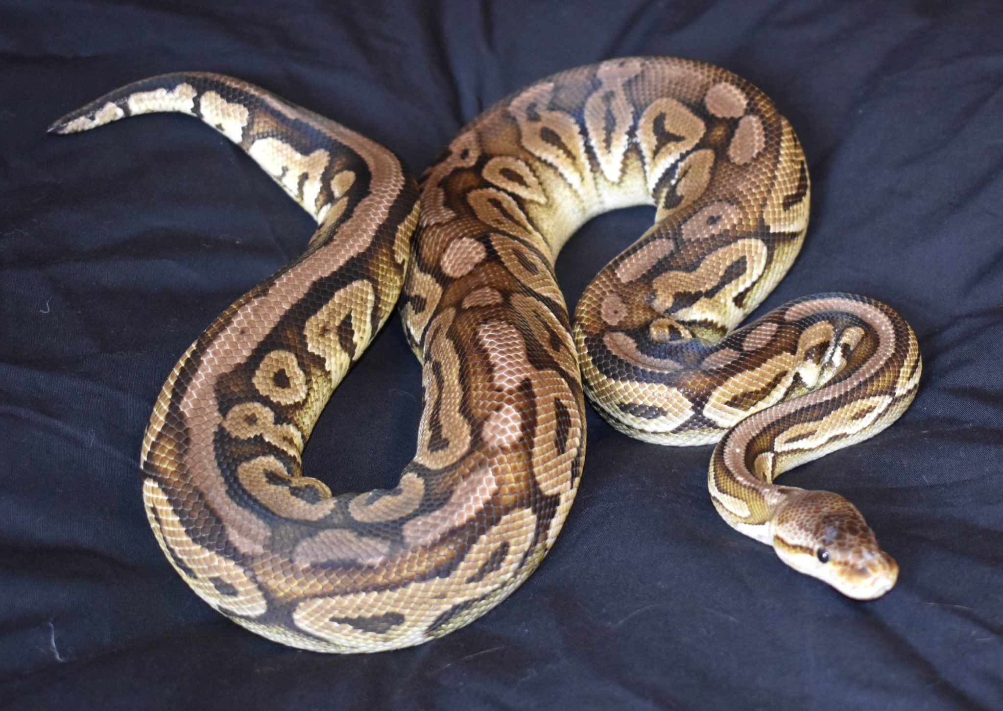 How Big Do Ball Pythons Get Ball Python Breeder Uk