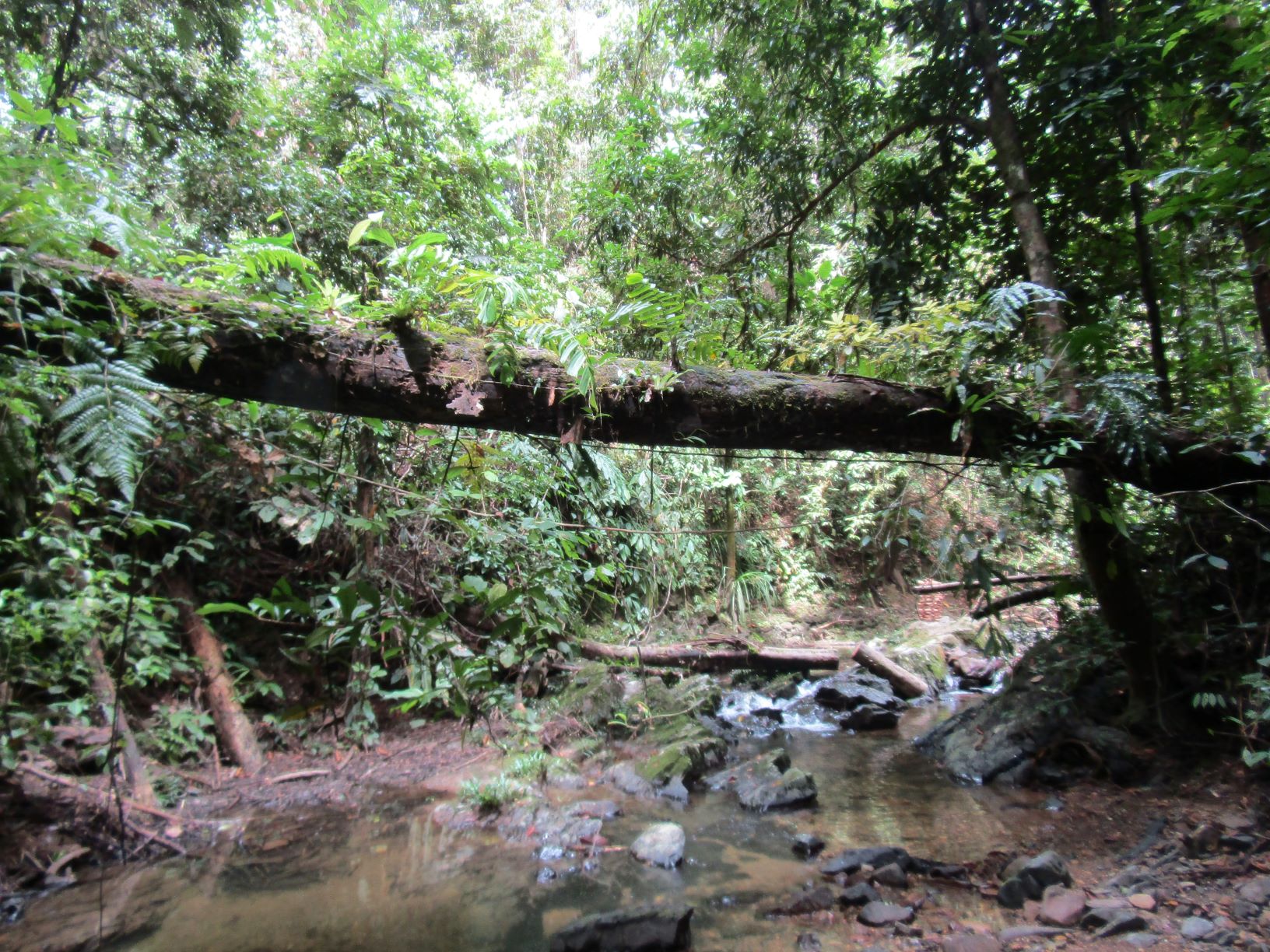 Rainforest habitat Borneo