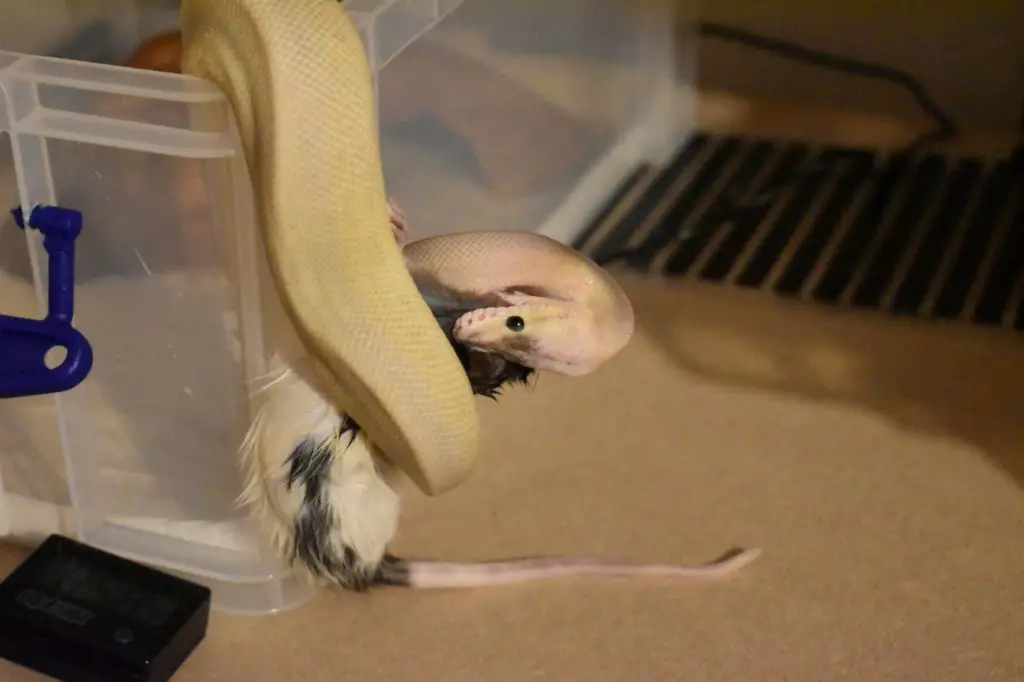 Sonnet Spider ball python feeding - impatient