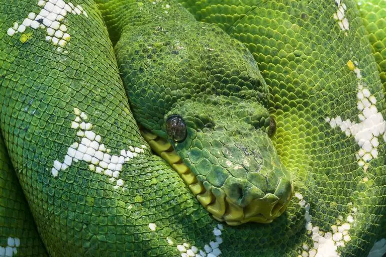 The Emerald Tree Boa (Corallus caninus)