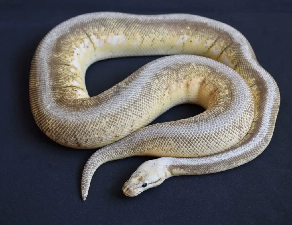 Male Pewter Spinner Ball Python