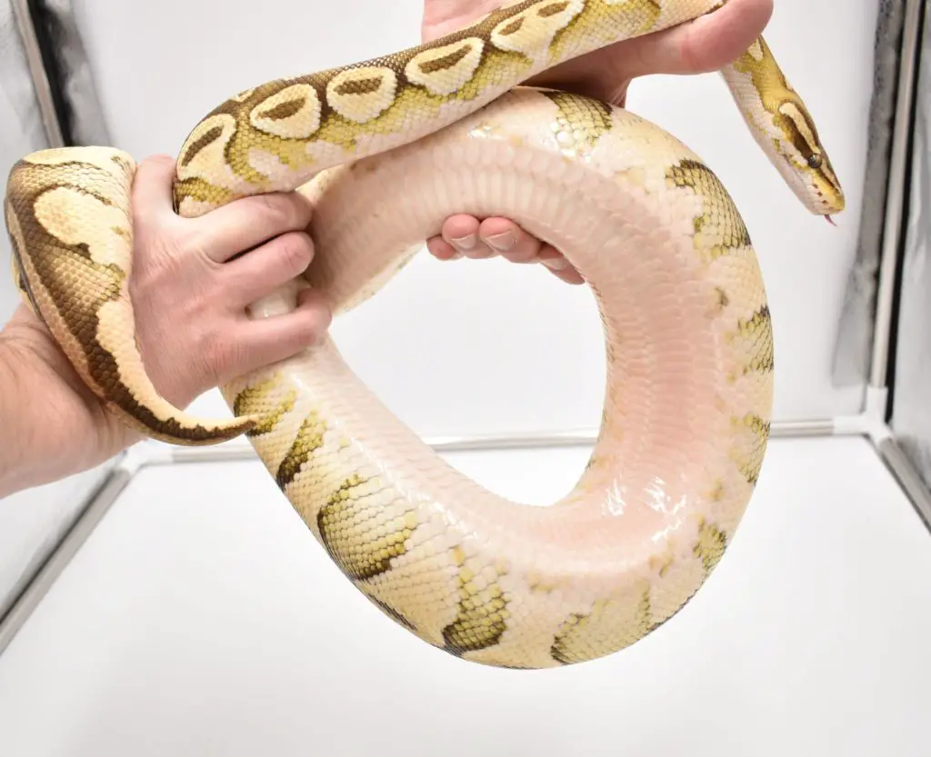 https://ballpythonbreeder.co.uk/wp-content/uploads/2021/04/Butter-pink-belly-1024x833.jpg