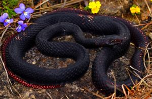 Eastern Coachwhip Eastern Coachwhip