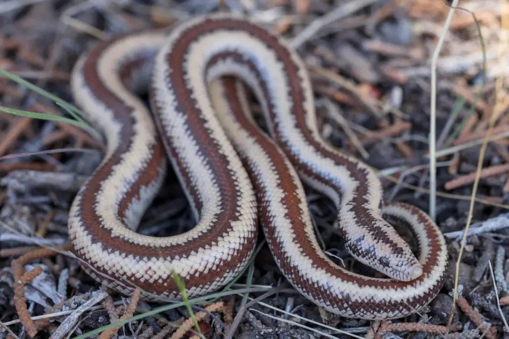 Rosy boa vs ball python