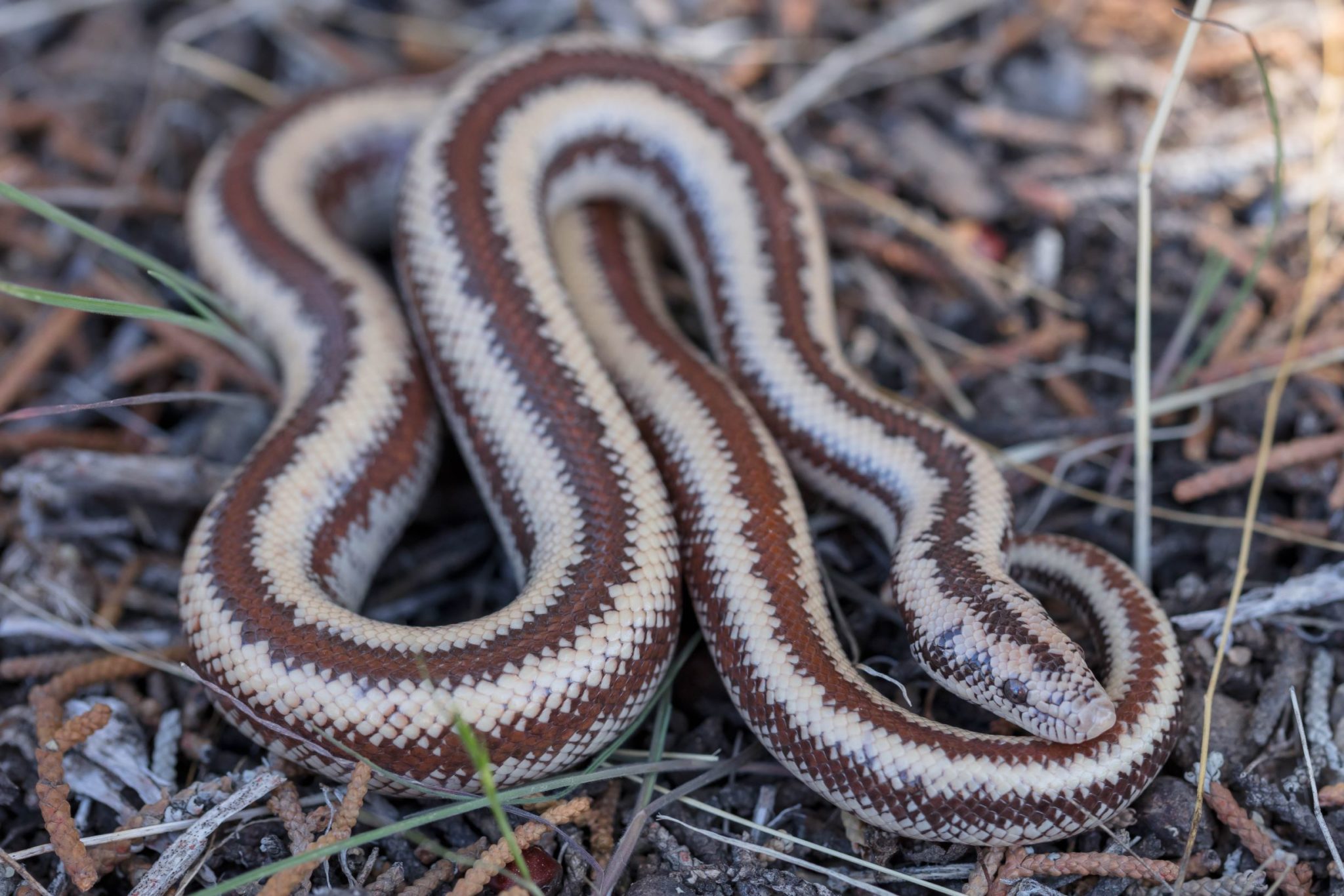 Rosy Boa Care Sheet – BALL PYTHON BREEDER UK