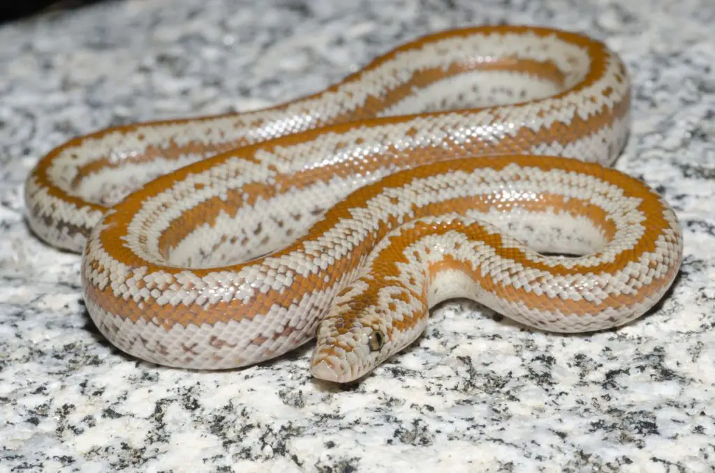 Rosy Boa tank setup