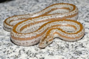 Neonate Northern Three Lined Boa (Lichanura orcutti)