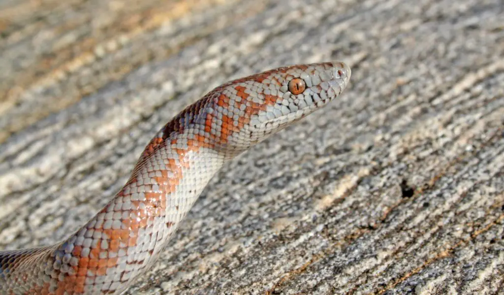 Rosy Boa enclosure