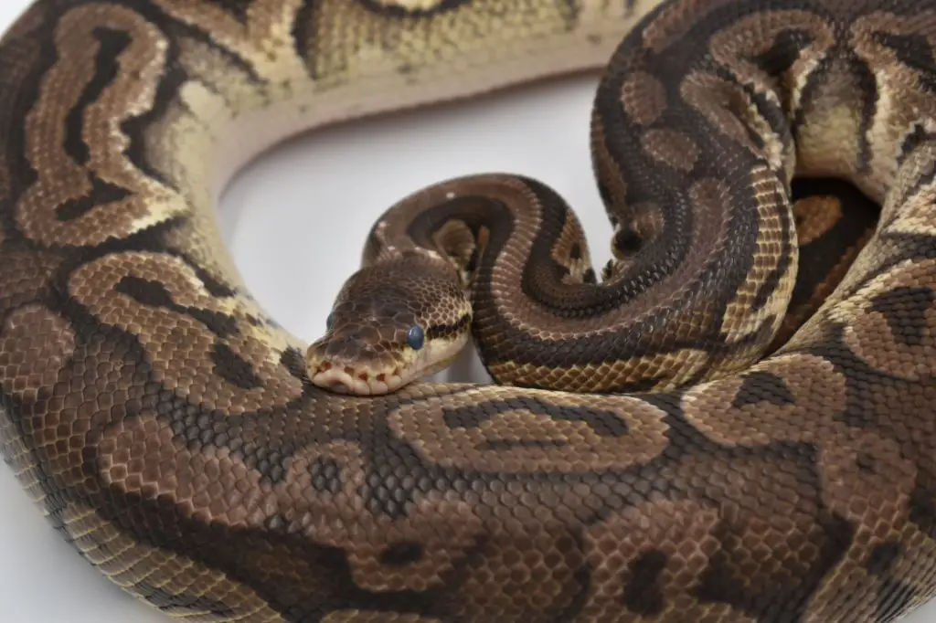 Ball Python Humidity and Shedding