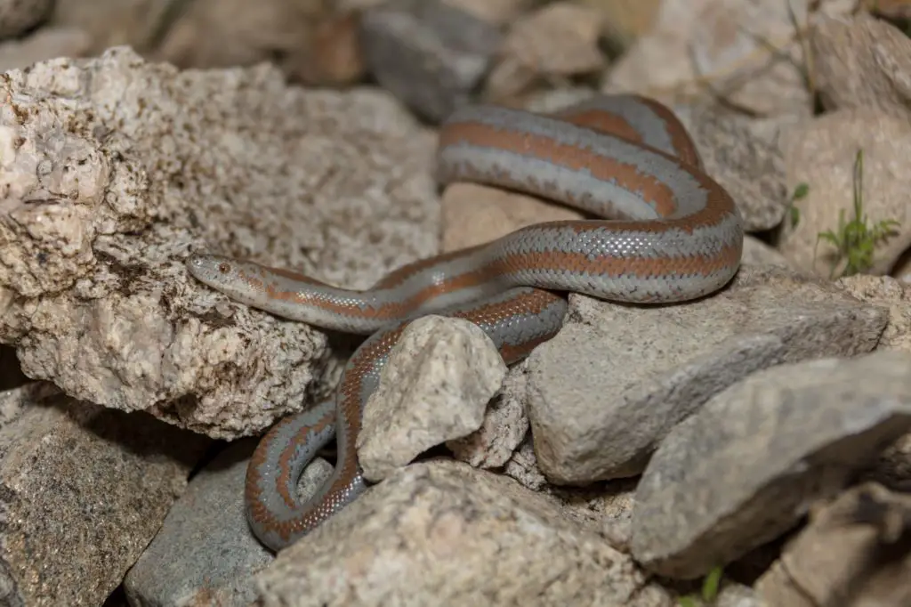 Rosy Boa exploring