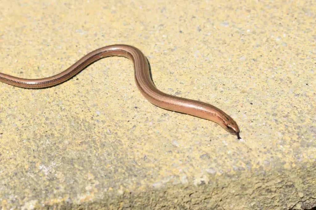 The Slow Worm (Anguis fragilis)