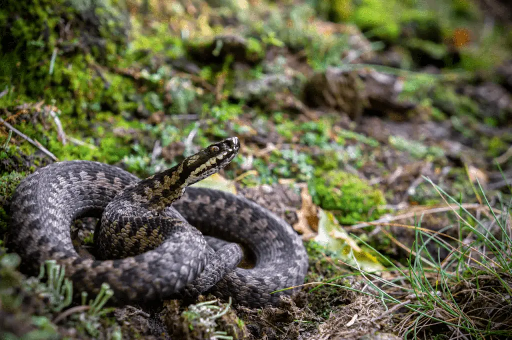 What reptiles live in the UK?