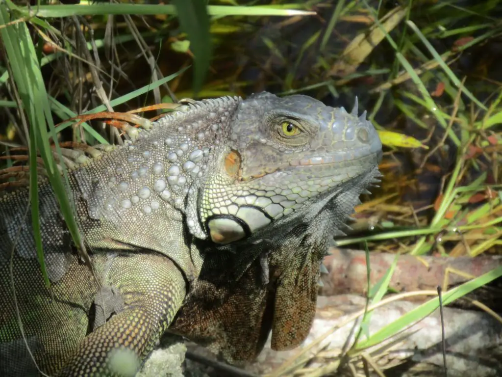 Herping Florida