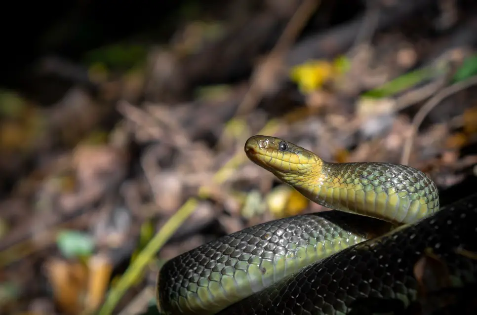 Aesculapian Snake (Zamenis longissimus)