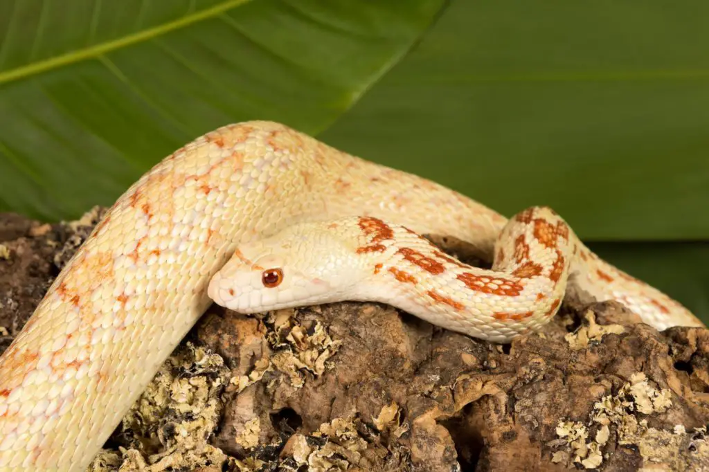 Beautiful albino Bull Snake