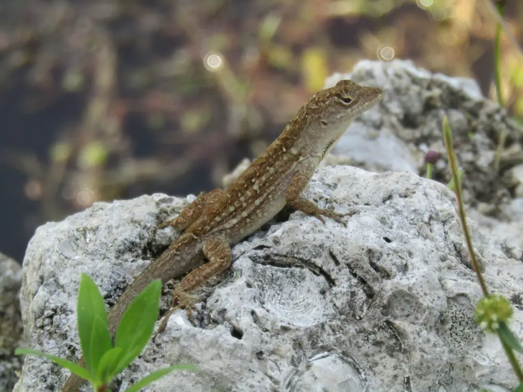 herping florida