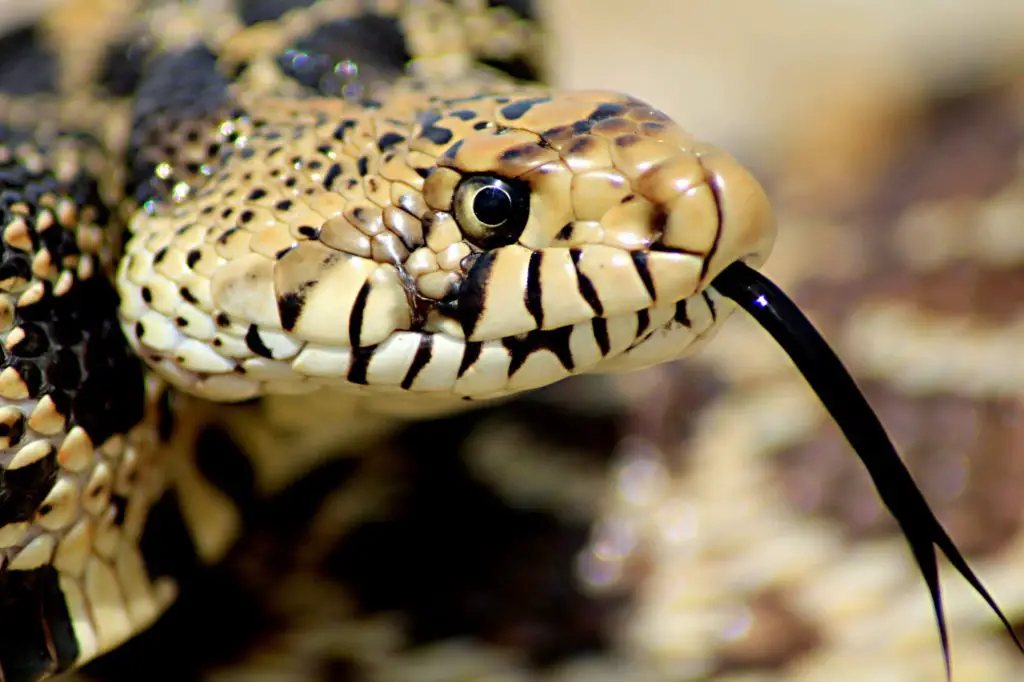 Why is it called a Bull Snake?